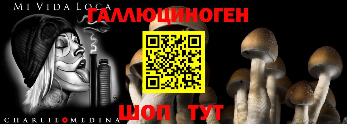 Псилоцибиновые грибы Psilocybe Чусовой